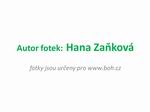 autor fotek